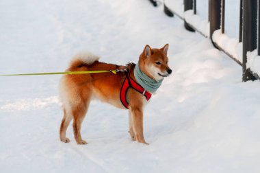 Genç Shiba Inu 'nun kış yürüyüşü sırasında tasması vardı. Yüksek kalite fotoğraf