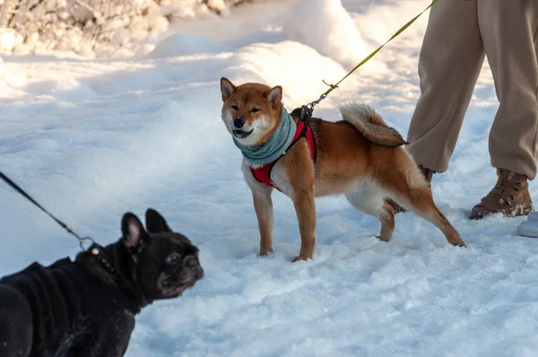 Joven Shiba Inu Una Postura Agresiva Foto Alta Calidad — Foto de Stock