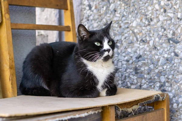 Porträtt Svart Vit Katt Gatan Högkvalitativt Foto — Stockfoto