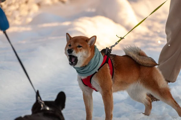 Genç Shiba Inu başka bir köpeğe tehditkar bir şekilde havlar. Yüksek kalite fotoğraf
