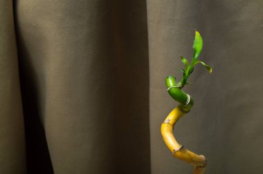 Arka planda bambu filizi var. Boşluğu kopyala