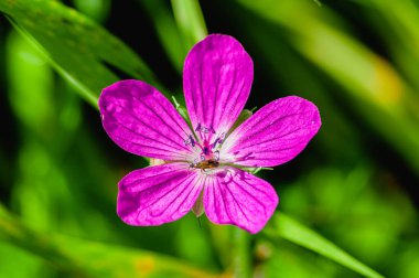 Güzel kır çiçekleri ve böcekler