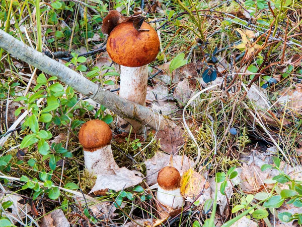 Three mushroom of the species Leccinum. Edible mushroom of different sizes among the grass in the forest. High quality photo