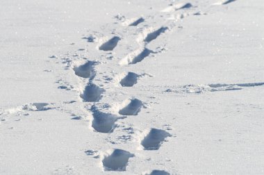 Derin karda insan ayak izleri. Yüksek kalite fotoğraf