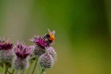 Burdock 'ta yabanarısı. Yüksek kalite fotoğraf