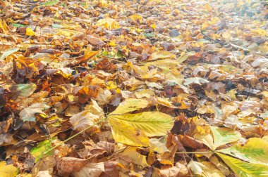 Yerde sarı sonbahar yaprakları olan güzel bir arka plan. Yüksek kalite fotoğraf