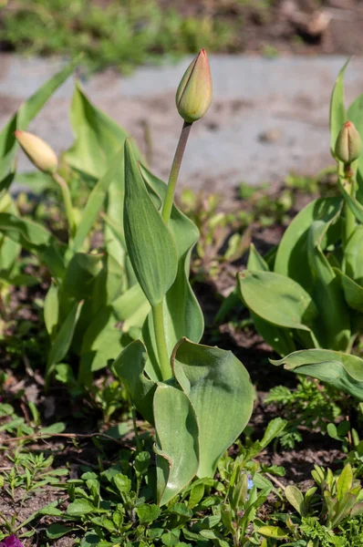 Tulipano non aperto nel giardino fiorito — Foto Stock