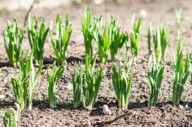 Bahçede taze yeşil lahanalar. Yüksek kalite fotoğraf
