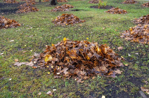 秋天的叶子在公园里堆积如山 高质量的照片 — 图库照片