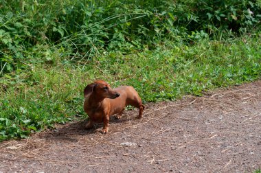 Parktaki patikada tatlı bir dachshund. Yüksek kalite fotoğraf