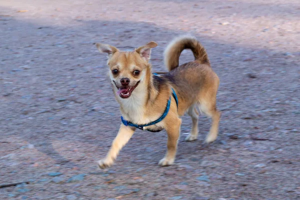 Chihuahua Corriendo Con Una Cara Graciosa Desenfoque Movimiento — Foto de Stock