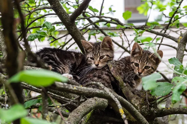 Två Söta Kattungar Ett Träd Högkvalitativt Foto — Stockfoto