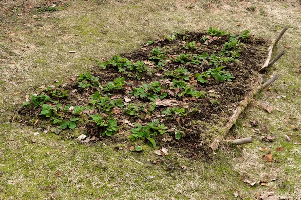 Una Pequeña Cama Fresa Principios Primavera Foto Alta Calidad —  Fotos de Stock