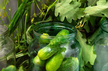 Ev yapımı salatalıklı ve meşe yapraklı. Tuzlamak için salatalık. Yüksek kalite fotoğraf