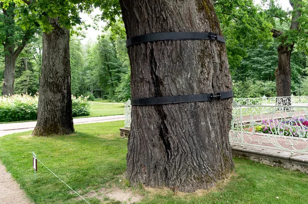 an old tree whose trunk is tied with a tightening hoop, a special attachment to prevent its destruction. Tree Cabling. High quality photo