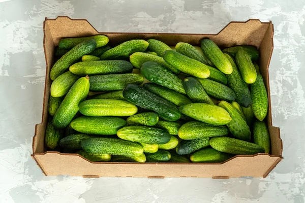 Box Full Medium Sized Cucumbers High Quality Photo — Stock Photo, Image