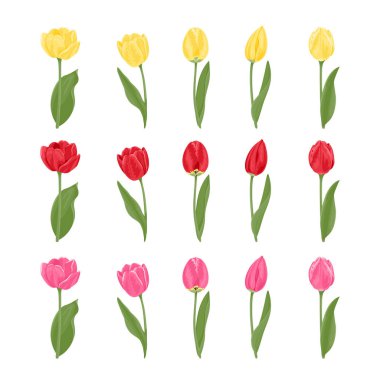 Beyaz arka planda izole edilmiş farklı şekillerde ve renklerde lalelerin toplanması. Sarı, pembe ve kırmızı bahar çiçeği. Çizgi film düz tarzında vektör çiçek çizimi.