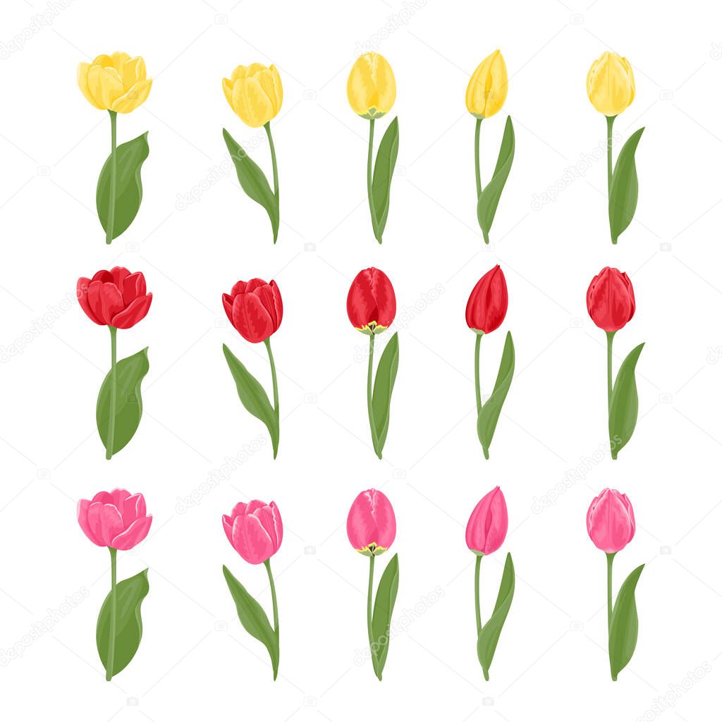 Collection of tulips of different shapes and colors isolated on white background. Yellow, pink and red spring flower. Vector floral illustration in cartoon flat style.