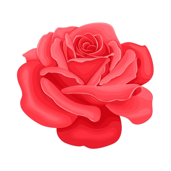 Rosa Roja Flor Aislada Sobre Fondo Blanco Cabeza Flor Ilustración — Vector de stock