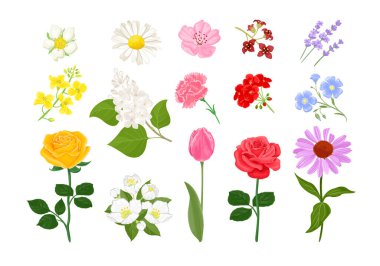 Çeşitli bahçe çiçekleri kırmızı, sarı, beyaz, mor, mavi ve pembe renklerde. Vektör çizgi film düz illüstrasyon.