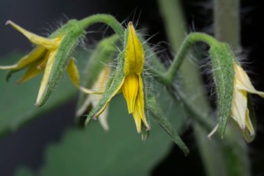 Genç domatesin yakın çekimi çiçek açar. 