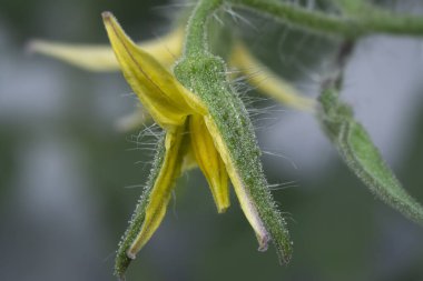 Genç domatesin yakın çekimi çiçek açar. 