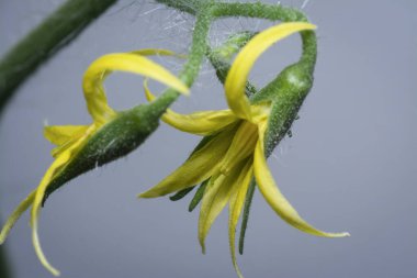 Genç domatesin yakın çekimi çiçek açar. 