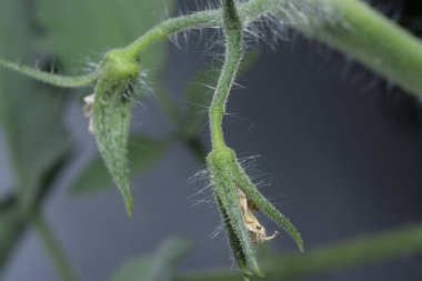 Genç domatesin yakın çekimi çiçek açar. 