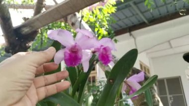 Bambu orkidesinin görüntüleri. 