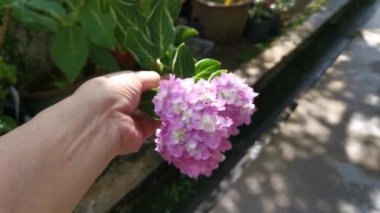 Güzel pembe ortanca çiçeklerinin görüntüleri.