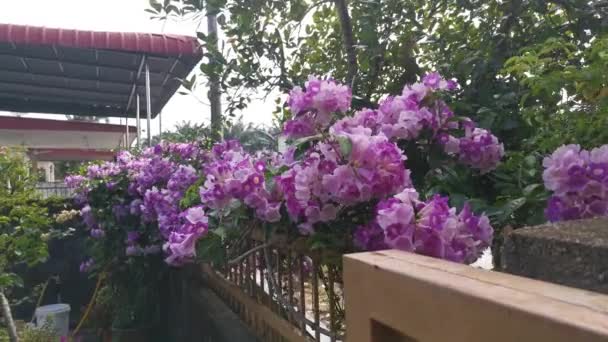 Imágenes Del Jardín Flores Garlicvine Blanco Rosado — Vídeos de Stock