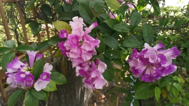 Imágenes Del Jardín Flores Garlicvine Blanco Rosado — Vídeos de Stock