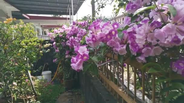 Imagens Jardim Flores Garlicvine Branco Rosado — Vídeo de Stock
