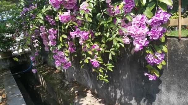 Imágenes Del Jardín Flores Garlicvine Blanco Rosado — Vídeos de Stock