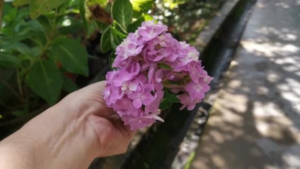 Felvétel Gyönyörű Rózsaszín Hortenzia Virág Növény — Stock videók