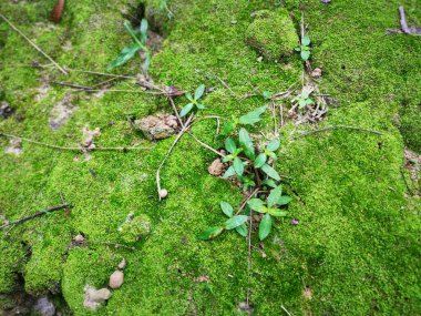 Yeşil vasküler olmayan yosun kümeleri