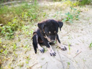 Ormanda sevimli vahşi köpek yavruları.
