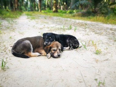 Ormanda sevimli vahşi köpek yavruları.