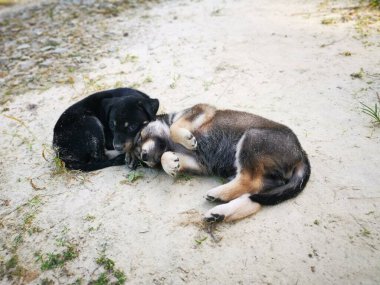 Ormanda sevimli vahşi köpek yavruları.