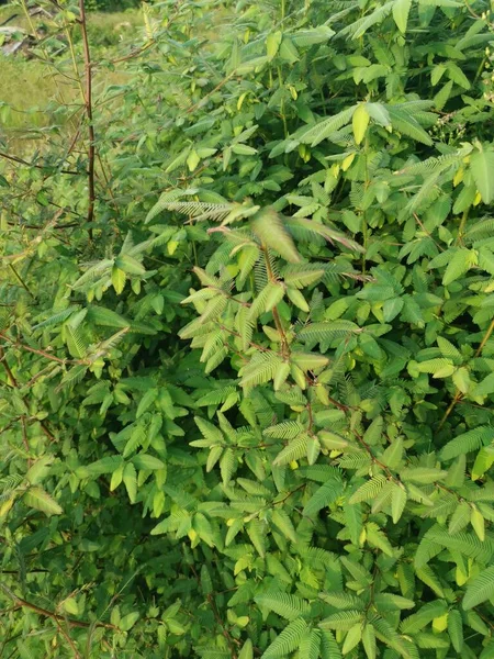 Aeschynomene Americana Bitkisinin Güzel Yeşil Çalıları — Stok fotoğraf