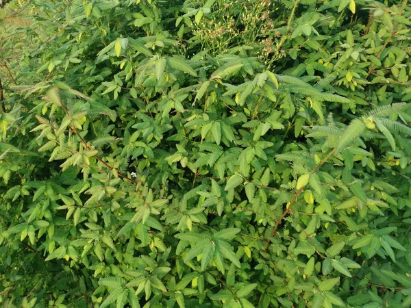 Hermosos Arbustos Verdes Planta Hierba Aeschynomene Americana —  Fotos de Stock