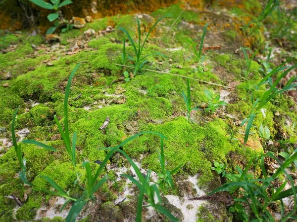 Pedaços Musgo Verde Não Vascular — Fotografia de Stock