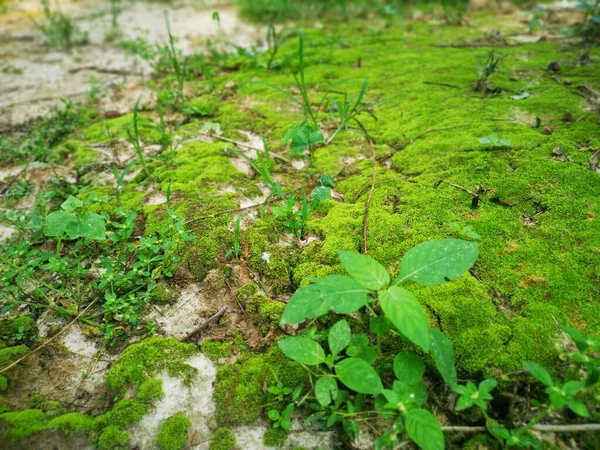 Touffes Mousse Verte Non Vasculaire — Photo