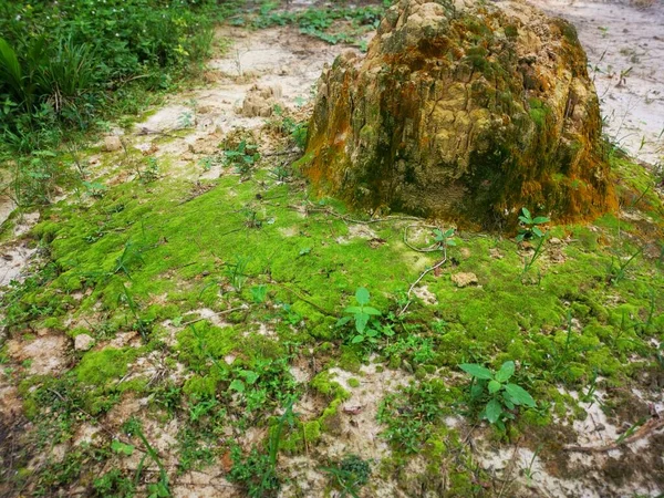 Touffes Mousse Verte Non Vasculaire — Photo