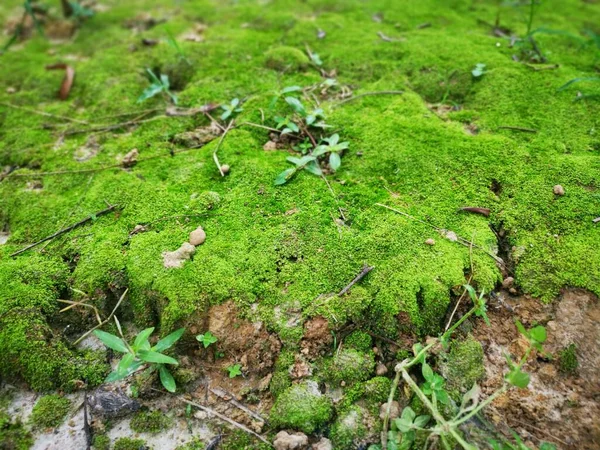 Yeşil Vasküler Olmayan Yosun Kümeleri — Stok fotoğraf
