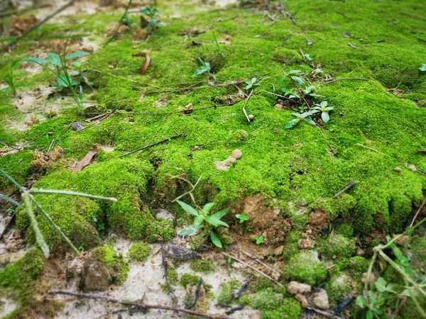 Yeşil Vasküler Olmayan Yosun Kümeleri — Stok fotoğraf