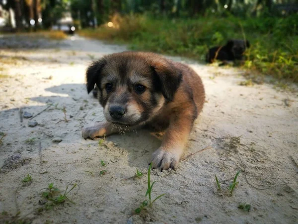 Ormanda Sevimli Vahşi Köpek Yavruları — Stok fotoğraf