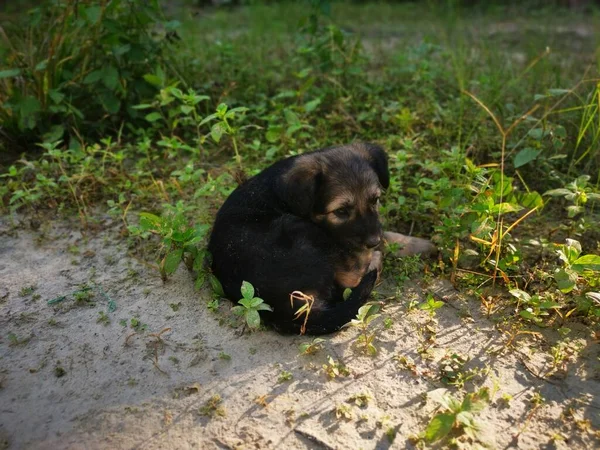 Cute Wild Puppies Forest — Stock Photo, Image