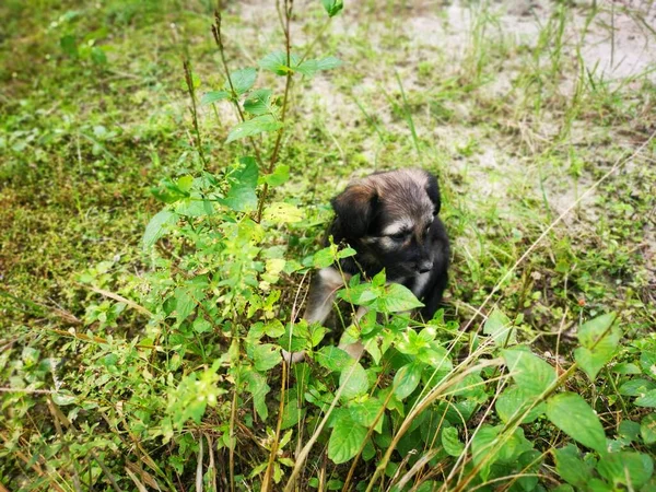 Lindos Cachorros Salvajes Bosque — Foto de Stock