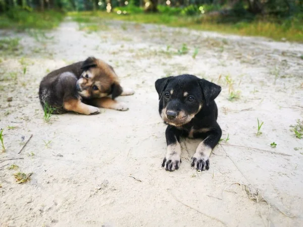 Lindos Cachorros Salvajes Bosque —  Fotos de Stock